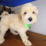 Smidge Maltipoo 02