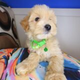 Smidge Maltipoo 03
