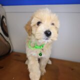 Smidge Maltipoo 04