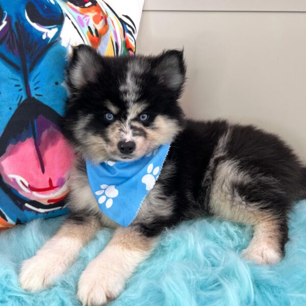 Snoopy Pomsky 01