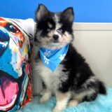 Snoopy Pomsky 04