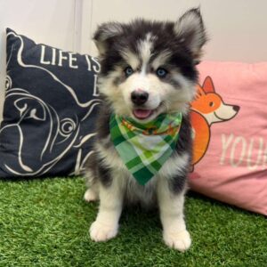 Soledad Pomsky 01