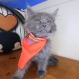 Sophie Maine Coon 01