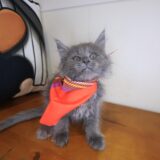 Sophie Maine Coon 04