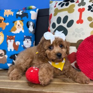 Starry Cavapoo 01 Starry Cavapoo 01