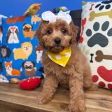 Starry Cavapoo 02