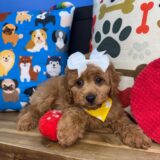 Starry Cavapoo 03