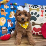 Starry Cavapoo 04