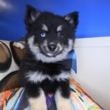 Storm Pomsky 01