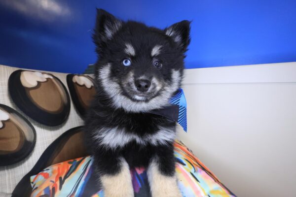 Storm Pomsky 01