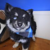 Storm Pomsky 02