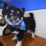 Storm Pomsky 04