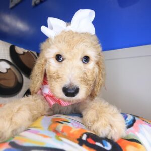 Sunflower Labradoodle 01 Sunflower Labradoodle 01