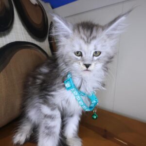 Taylor Maine Coon 01 Taylor Maine Coon 01