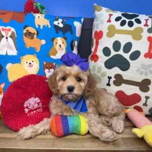 Tazzie Cavapoo 01 Tazzie Cavapoo 01