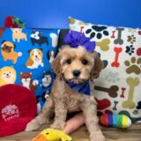 Tazzie Cavapoo 02