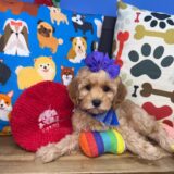 Tazzie Cavapoo 03