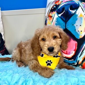 Teenie Goldendoodle 01 Teenie Goldendoodle 01