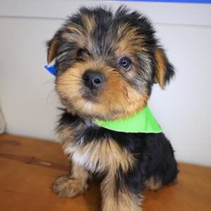 Thor Yorkshire Terrier 01