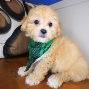Tickle Maltipoo 01 Tickle Maltipoo 01