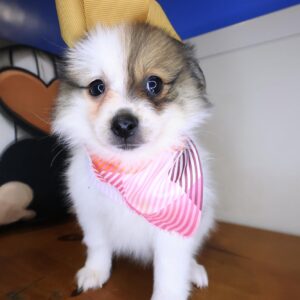 Trevor Pomeranian 01