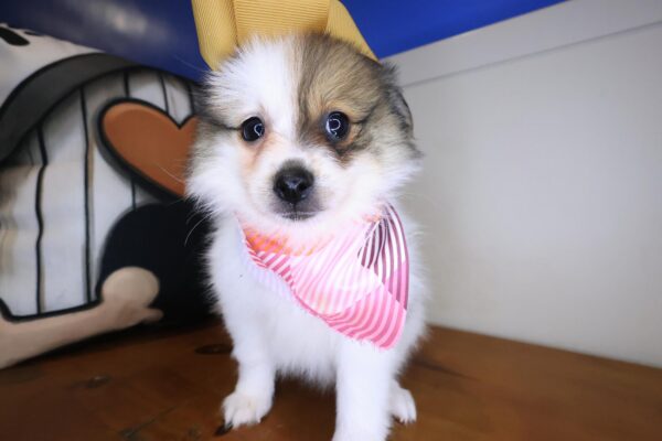 Trevor Pomeranian 01