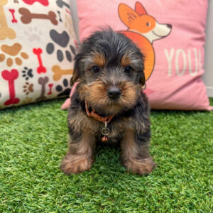 Venom Yorkshire Terrier 01