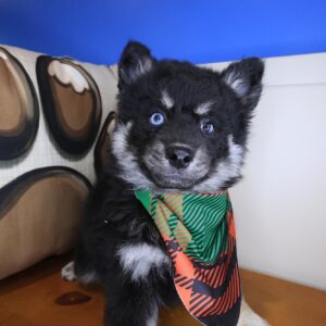 Whiskey Pomsky 01