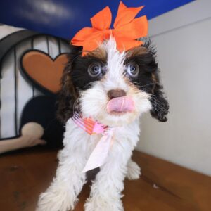 Wiggleworm Cavapoo 01 Wiggleworm Cavapoo 01