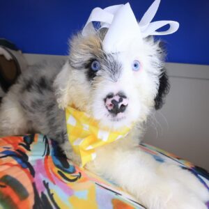 Willow Aussiedoodle 01 Willow Aussiedoodle 01