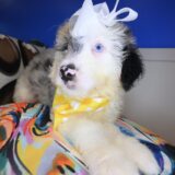 Willow Aussiedoodle 02