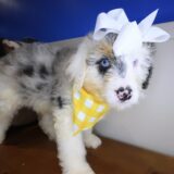 Willow Aussiedoodle 03