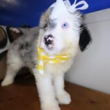 Willow Aussiedoodle 04
