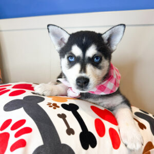 Windy Alaskan Klee Kai 01