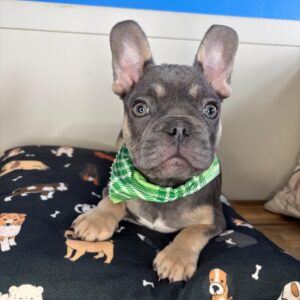 Wiskey French Bulldog 01