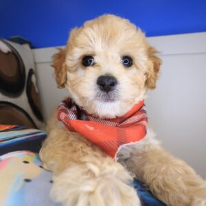Zar Maltipoo 01
