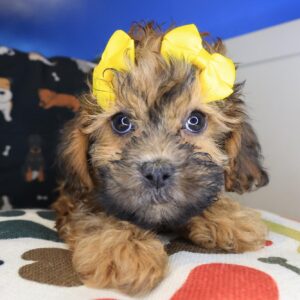 Adia Shihpoo 01 Adia Shihpoo 01