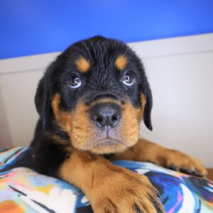 Agnola Rottweiler 01 Agnola Rottweiler 01