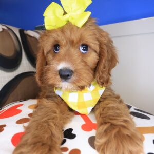 Ailin Cavapoo 01 Ailin Cavapoo 01