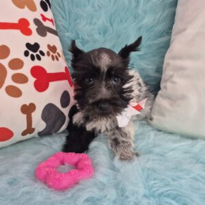 Aimy Schnauzer 01 Aimy Schnauzer 01
