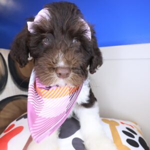 Aja Aussiedoodle 01 Aja Aussiedoodle 01