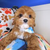 Albert Cavapoo 1