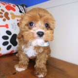 Albert Cavapoo 2