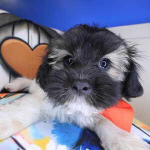 Albert Shihpoo 01 Albert Shihpoo 01