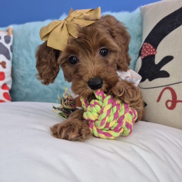 Alexandra Goldendoodle 01