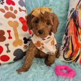 Alexandra Goldendoodle 02