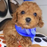 Andre Poodle 01