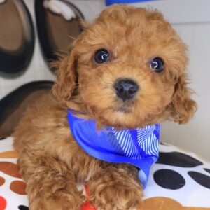 Andre Poodle 01 Andre Poodle 01