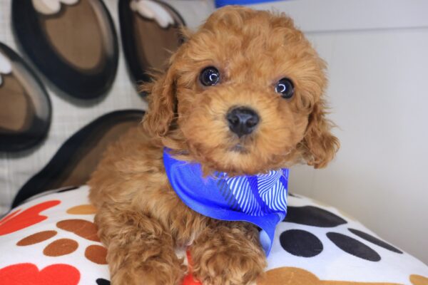 Andre Poodle 01