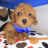 Andre Poodle 03